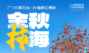 11月22日【广100第五站·叶落柿红赏秋】徒步穿越从化醉美乡村、竹林、大岭头、柿子林，亲子体验组8km，挑战组15km