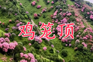 【鸡笼顶】4月 周末 徒步阳春秘境鸡笼顶，赏满山杜鹃花海，打卡粤西最美高山大草原 ！