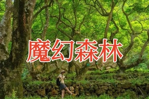 【魔幻森林】12月20日 特价69元 探秘增城魔幻森林，打卡正果老街，寻味地道特色美食 一天！
