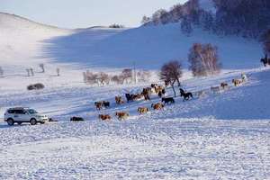 冰雪狂欢｜元旦1月1-5日达里湖冬捕·泡温泉-乌兰布统-塞罕坝玩雪·漂移勇士招募