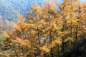 【会员免费活动】11月9日（周日）绚彩の秋：天然氧吧~药乡国家森林公园-锦绣谷徒步穿越