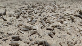 js0OrmCdAp2SHCpgm9r-wo4gP-hkVKh3GclU3wrau0vEbN955d1WRZ6lnn1Db2VZ