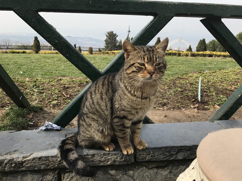 D435A685-1250-4C00-A24B-92F94B4CCF70