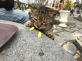 29353FF2-2B3B-4FA2-BA98-6E376F866A09