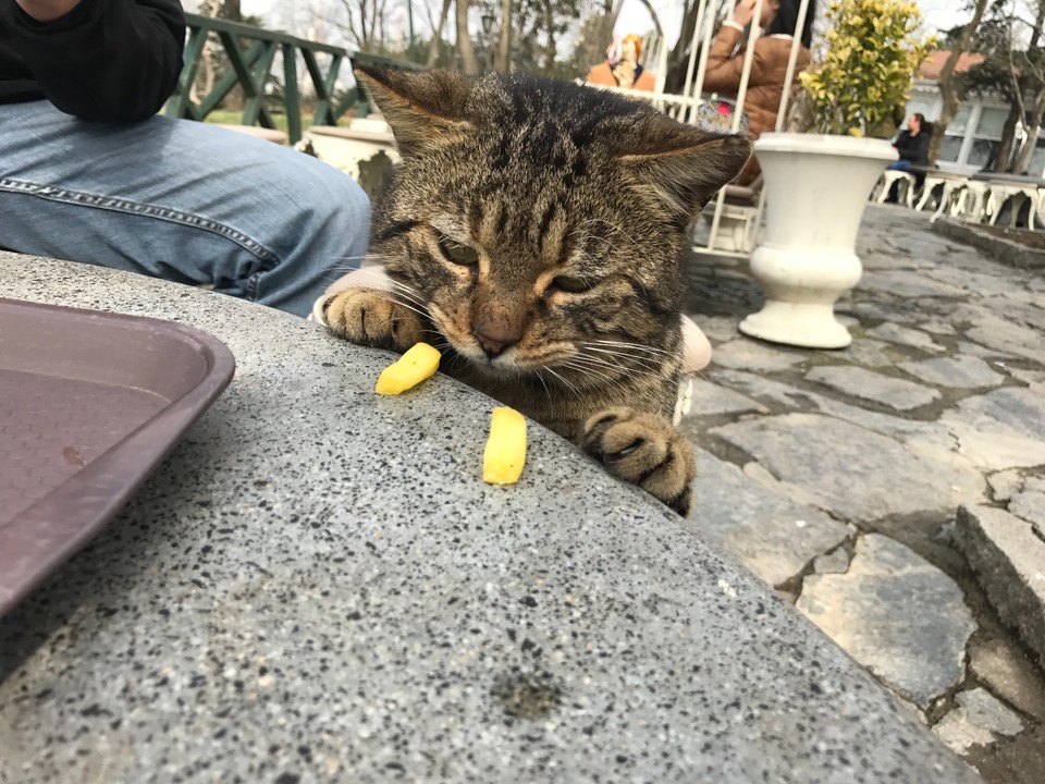 29353FF2-2B3B-4FA2-BA98-6E376F866A09