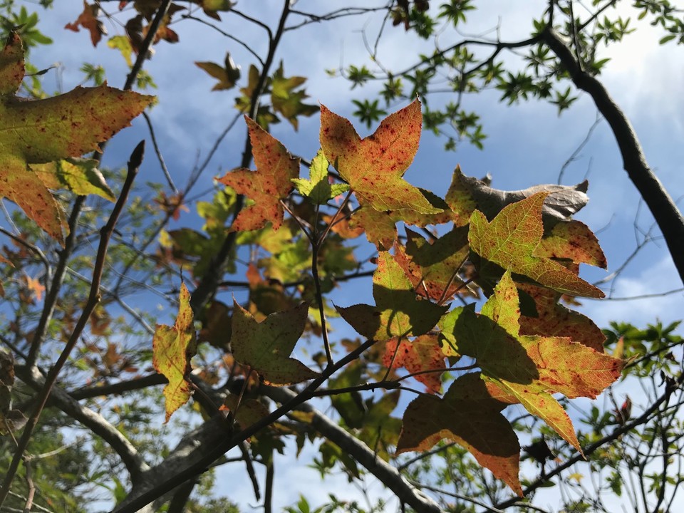 C7D1F8D1-BC64-4454-8E55-0E78630EC3DF