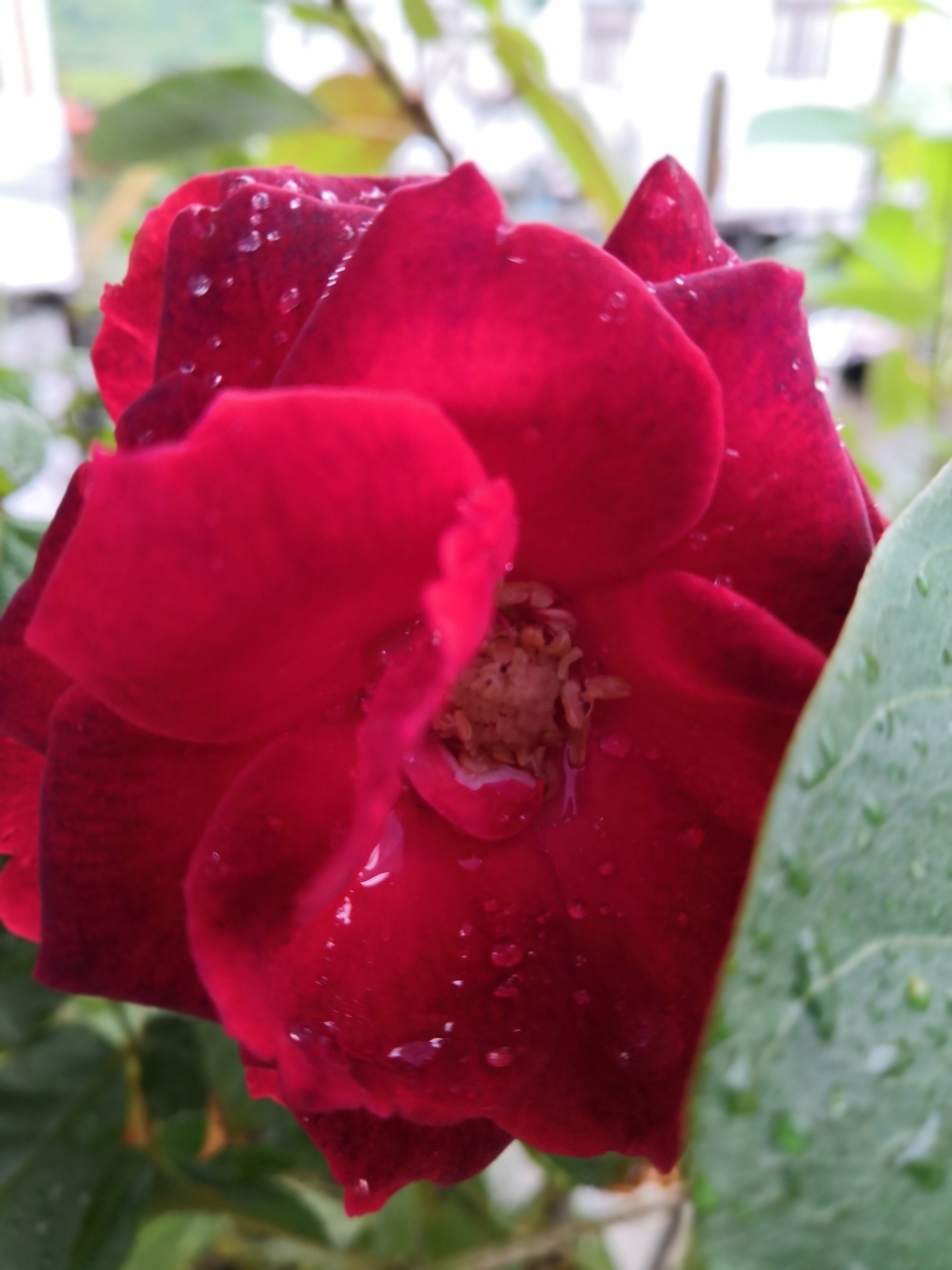 IMG_20190420_162904_1