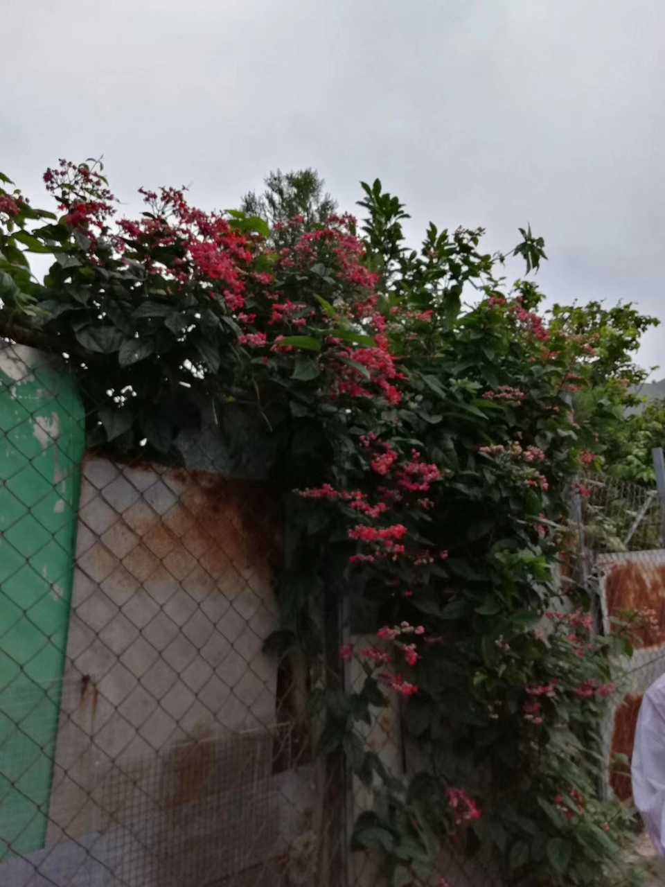 mmexport1556886214532