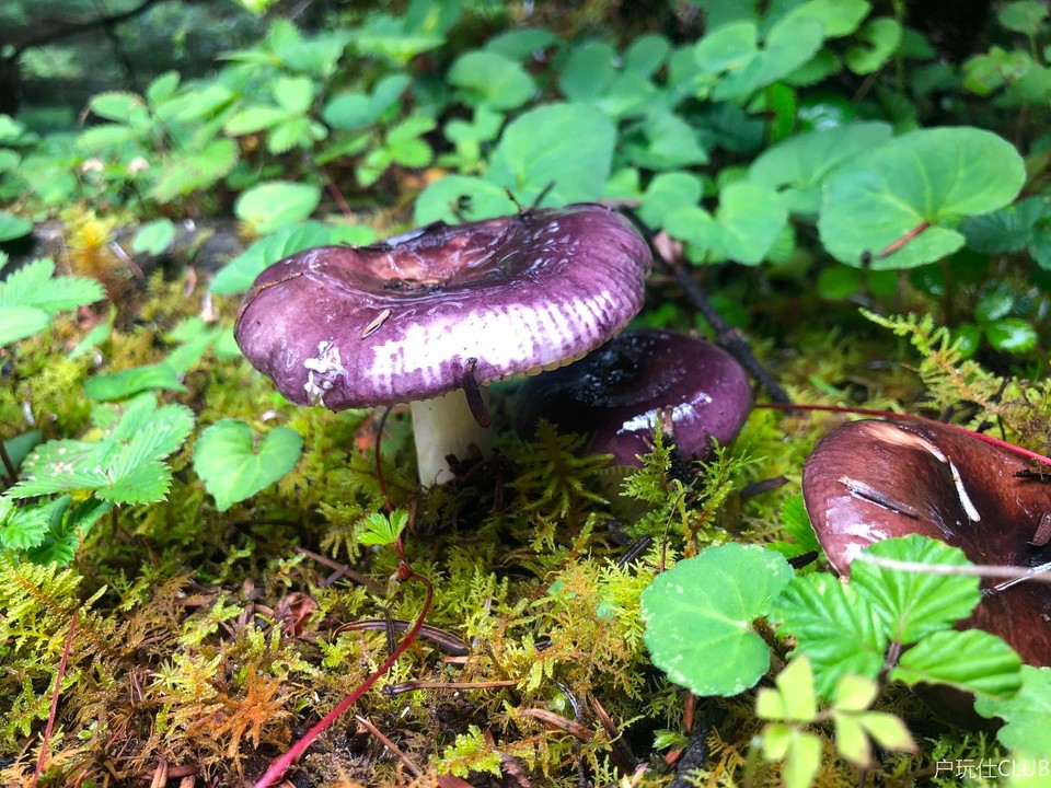 C5552CA9-3C84-4523-94C3-7F4AE9FFEA1C