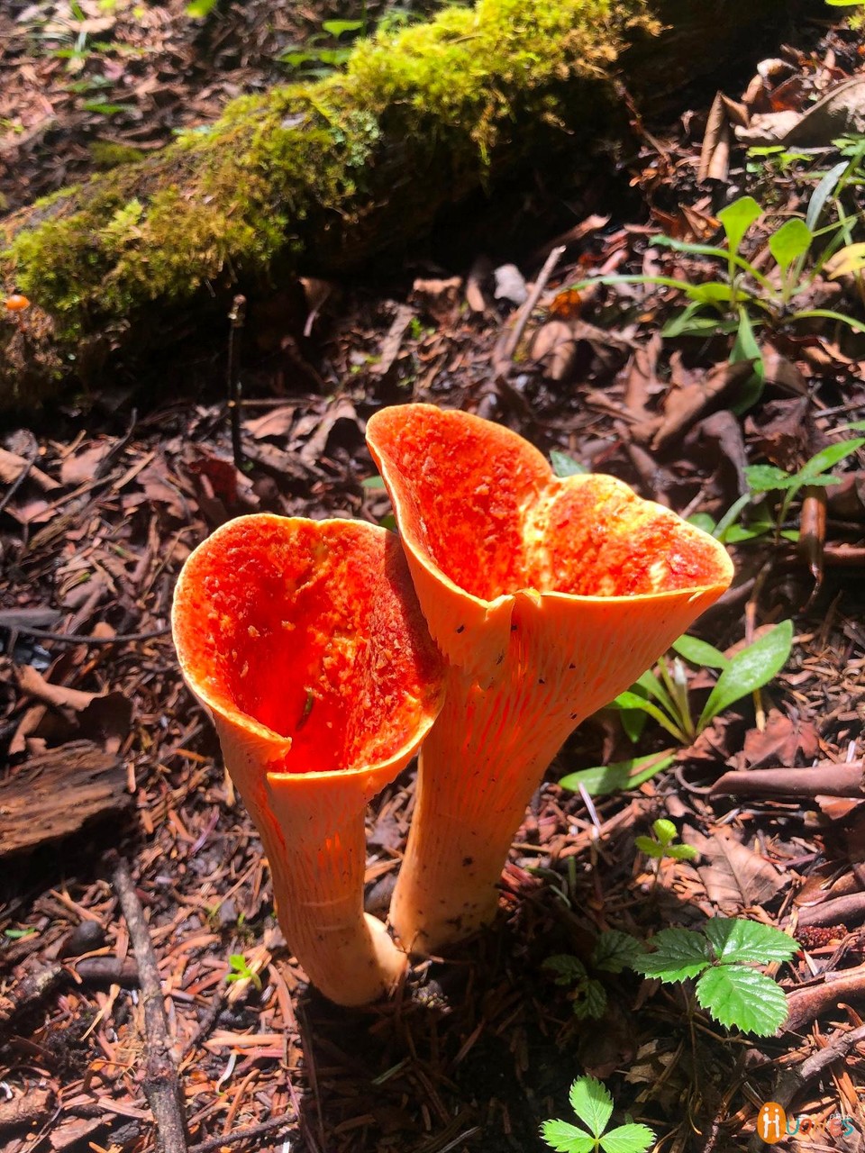 65E52810-CA42-4F4C-82E2-FB937E5157A0