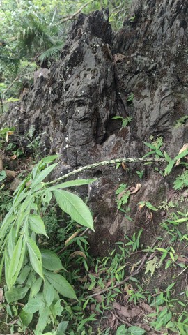 牛湖古道+莫六公山