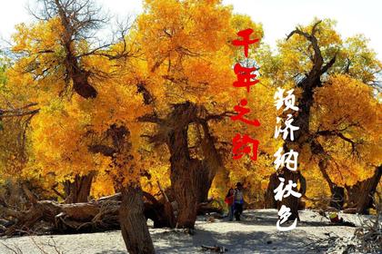 【千年之約】蘭州-嘉峪關-金塔胡楊林-黑城遺址-怪樹林-額濟納旗胡楊林-居延海—額濟納旗攝影純玩六日游