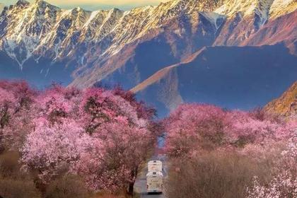 西藏桃花节|三月雪域之春轻奢徒步7天
