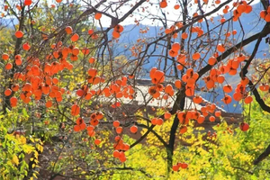 【“柿”外桃源】11月1/2日从化火红柿子满枝头、赏金秋稻田、登桂峰山一日游，成行招募中！