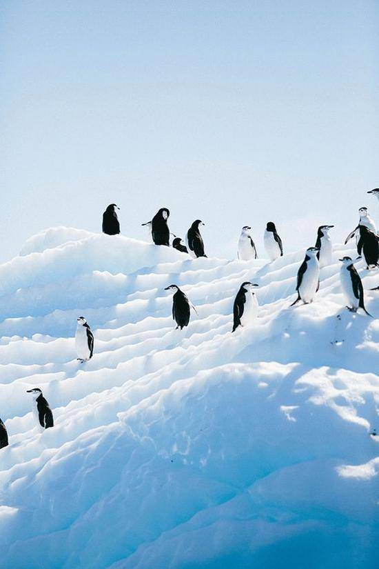 帽带企鹅 图片来源自Bloglovin'