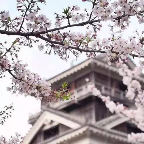 2019日本全境樱花开花预测，赏樱推荐！