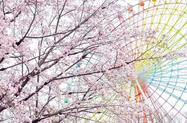 2019日本全境樱花开花预测，赏樱推荐！