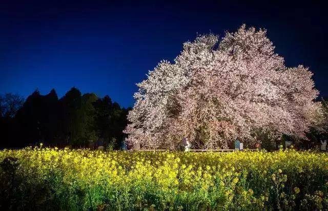 2019日本全境樱花开花预测,赏樱推荐!