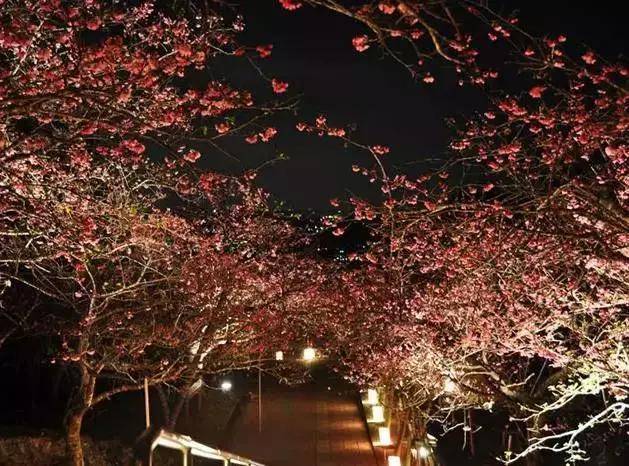 2019日本全境樱花开花预测,赏樱推荐!