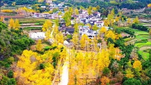 【周末团期】11.15/22日广西漠川赏银杏、访秦家大院、探天生桥溶洞2日游