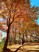 12.6/13/20/27日打卡大棠枫香林、徒步麦理浩径第十段香港千岛湖一日活动