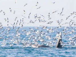 【巨鲸花园】别让期待落空！赶紧预约专属北海涠洲岛观鲸，赴一场心灵之约！