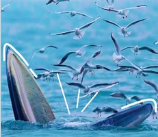 【博物志·北海】这个寒假，带上孩子一起去观鲸，开启一场博物之旅！