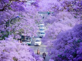 【人间四月天】昆明&西昌双城蓝花楹、元谋土林、黑井古镇、攀枝花凤凰花、邛海公园、大石板村、九十九里温泉瀑布、七里坝杜鹃花