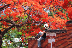【一路繁花】丽江古城、鹤庆西龙潭、桑岭村流苏花雨、剑川古城、兰坪罗古箐、马象公路杜鹃花海、秘境哀牢山、易门绿汁镇凤凰花