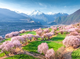 317桃色川藏雪域巡藏迷，桃花醉远客11天11晚
