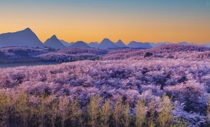 2026漫享·樱为春来-遇见山水间平坝万亩樱花园4天3晚--贵州花季限定