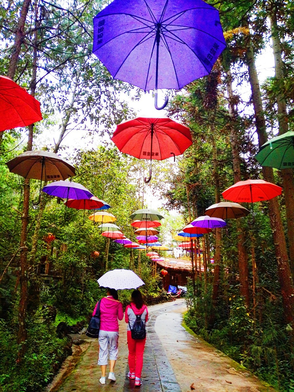 IMG20161106165543_mh1478507461286