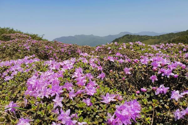 5月16日 花门楼登顶牛背梁赏秦岭杜鹃花海