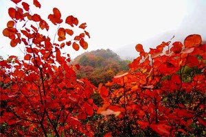 11月5日（周三）天子峪徒步赏红叶