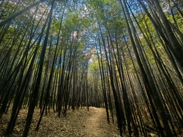 11月8日 竹祥沟穿越塔盘沟休闲徒步，赏秦岭竹海，体验秦岭秋色