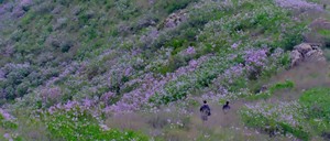 4月22日/26日 宝鸡黄梅山-张丫壑万寿山穿越赏丁香花海、草甸