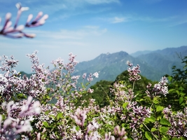 4月23日（周四） 抱龙峪登唐王寨打卡飞来石，眺望群山