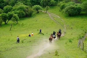 【已成团】5.2-5.3不用去甘南，陕西高寒川也可以草原星空露营，策马奔腾