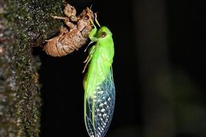 【五一夜观特辑丨自然夜观】探秘自然界中动植物的“精彩夜生活” -