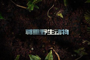 第7集 | 户外安全教育：尊重野生动物