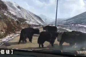 川藏房车自驾-花志的家