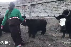 川藏房车自驾-花志家的牛