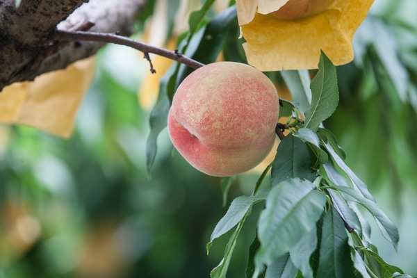 水蜜桃中的“劳斯莱斯”，阳山白凤桃首批上市啦！