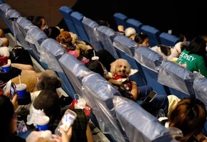 和平电影院｜携宠观影专场！55元享双人票解锁《阿凡达3》