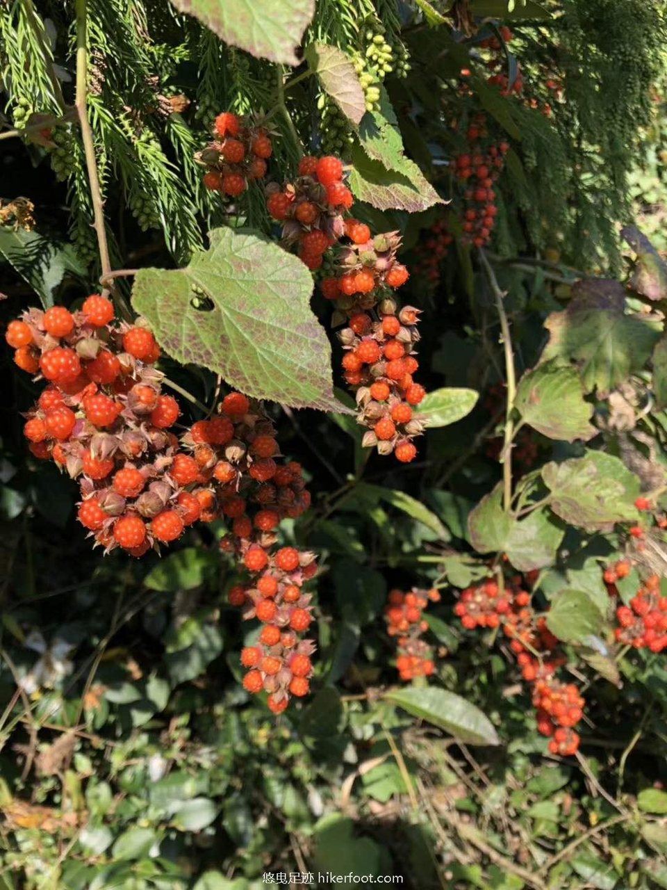 iVPeJxQkZApXajMULCvtati6dTu9hntadGrYItACOhUVHRxZmkbEo8dhkUNOVu2a