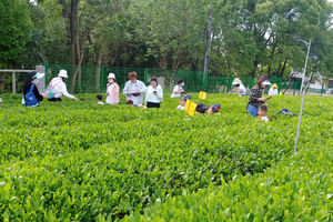走娃课堂｜4月8日 亲手采得雨前茶 献给爸爸和妈妈