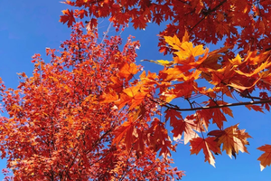 报名｜“红叶闪闪亮”2021湖南少儿绘画大赛