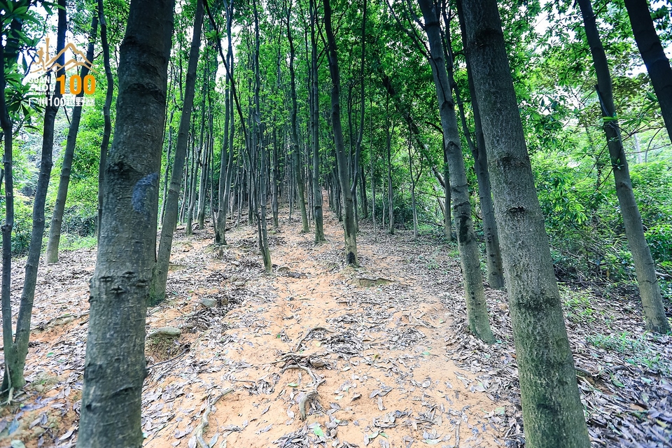 广州100越野赛0503_C (181)