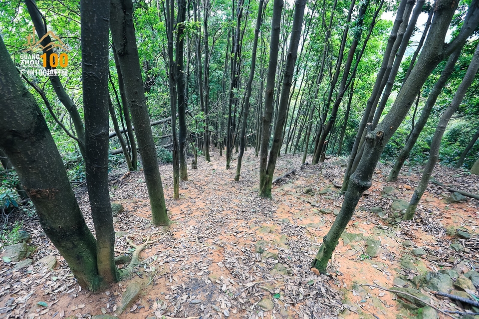 广州100越野赛0503_C (234)