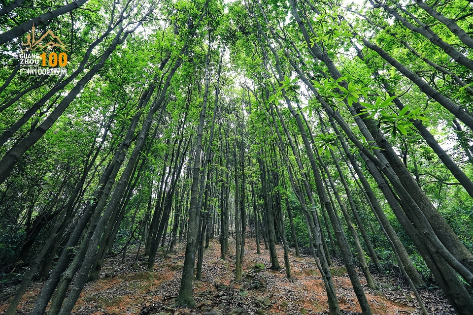 广州100越野赛0503_C (241)